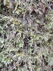 Thamnobryum alopecurum