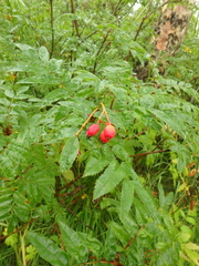 Sorbus sambucifolia