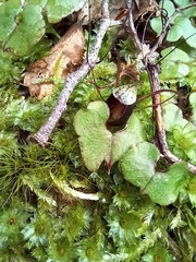 Corybas trilobus aggregate