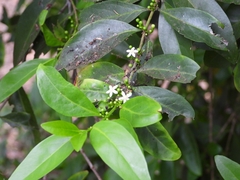 Cyclophyllum schultzii