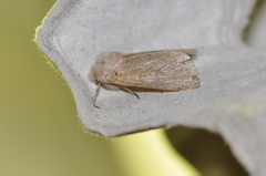 Orthosia cerasi