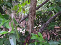 Cyclophyllum schultzii