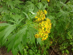 Jacobaea cannabifolia