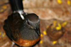 Copsychus malabaricus