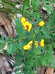 Sphaerolobium alatum