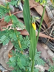 Sphaerolobium alatum