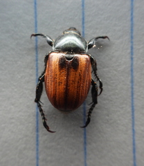 Anisoplia austriaca
