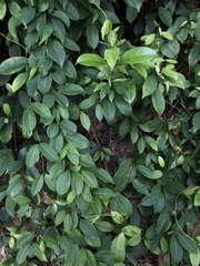 Urceola rosea