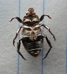 Anisoplia austriaca