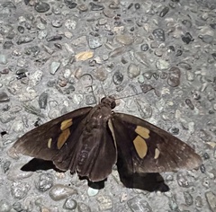 Erionota torus