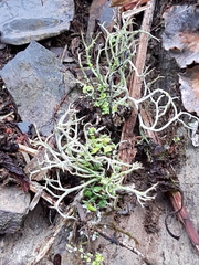 Cladonia rangiformis
