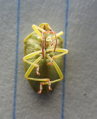 Piezodorus lituratus