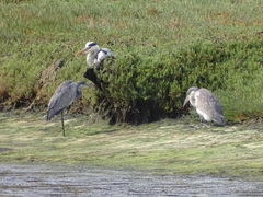 Ardea melanocephala