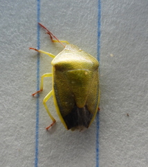 Piezodorus lituratus