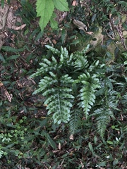 Pteris semipinnata