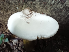 Basidiomycota
