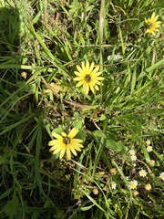 Arctotheca calendula