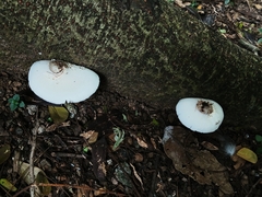 Basidiomycota