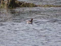 Tachybaptus ruficollis capensis