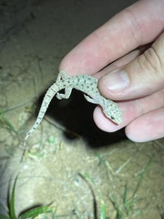 Hemidactylus parvimaculatus