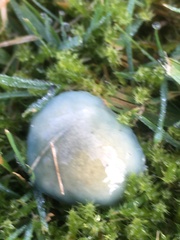 Stropharia aeruginosa