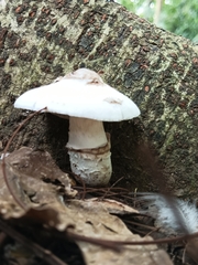 Basidiomycota