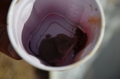 Notiosorex crawfordi