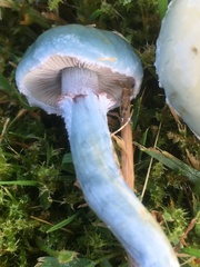 Stropharia aeruginosa