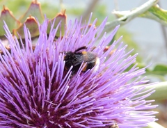 Bombus