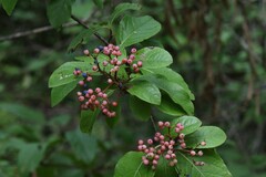 Viburnum nudum