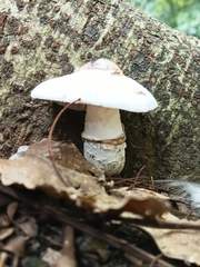 Basidiomycota