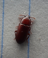 Uloma culinaris