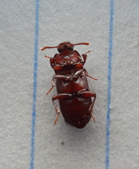 Uloma culinaris