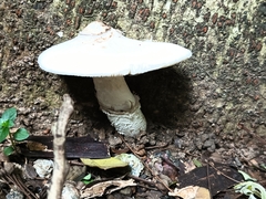 Basidiomycota