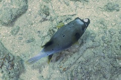 Arothron nigropunctatus