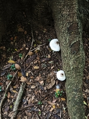 Basidiomycota