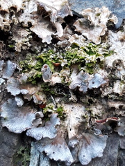 Peltigera praetextata