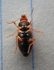 Diachromus germanus