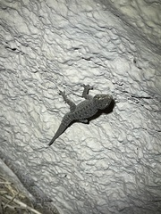 Hemidactylus parvimaculatus