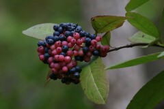 Viburnum nudum