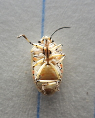 Eurydema ornata