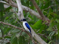 Todiramphus macleayii