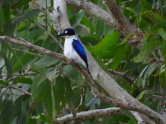 Todiramphus macleayii