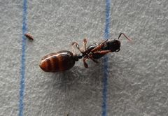 Tetramorium