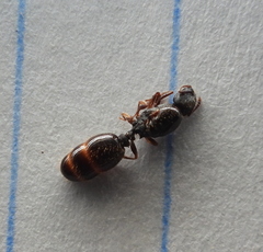 Tetramorium