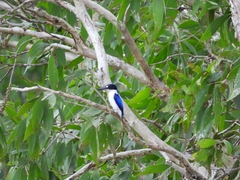 Todiramphus macleayii