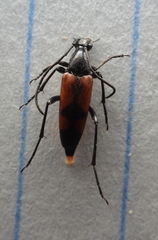 Stenurella bifasciata