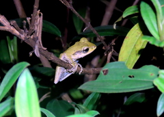 Polypedates macrotis