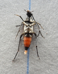 Stenurella bifasciata