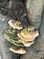 Trametes